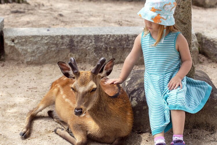 Feed deer in Nara