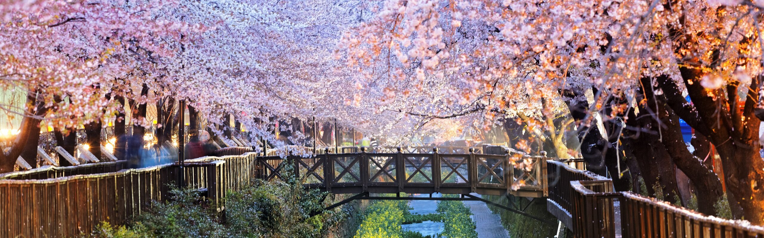 The Meguro River Illuminations - Nakameguro Cherry Blossom Festival