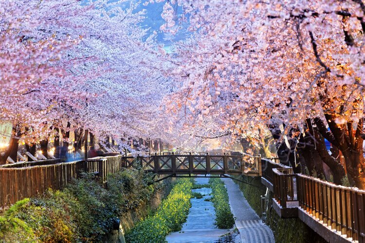 Tokyo Meguro Fluss Kirschblüten bei Nacht