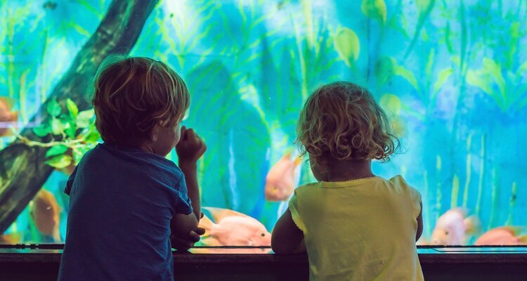 Little Boy and girl watching tropical coral fish