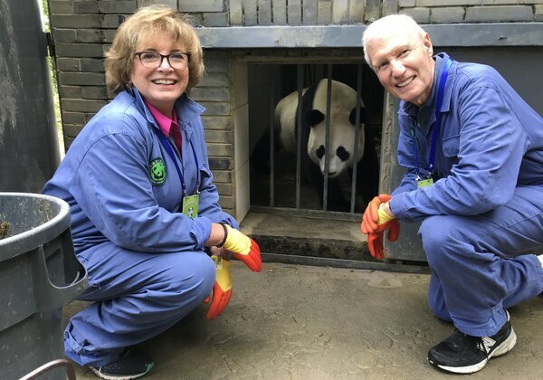 Donate for rehabilitation program of panda base in Liziping, Sichuan