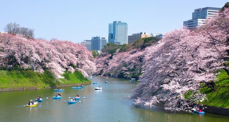 Cherry blossom near the Imperial Palace in Tokyo