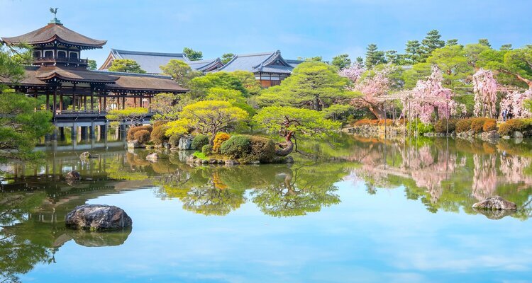 Heian Shrine cherry blossom