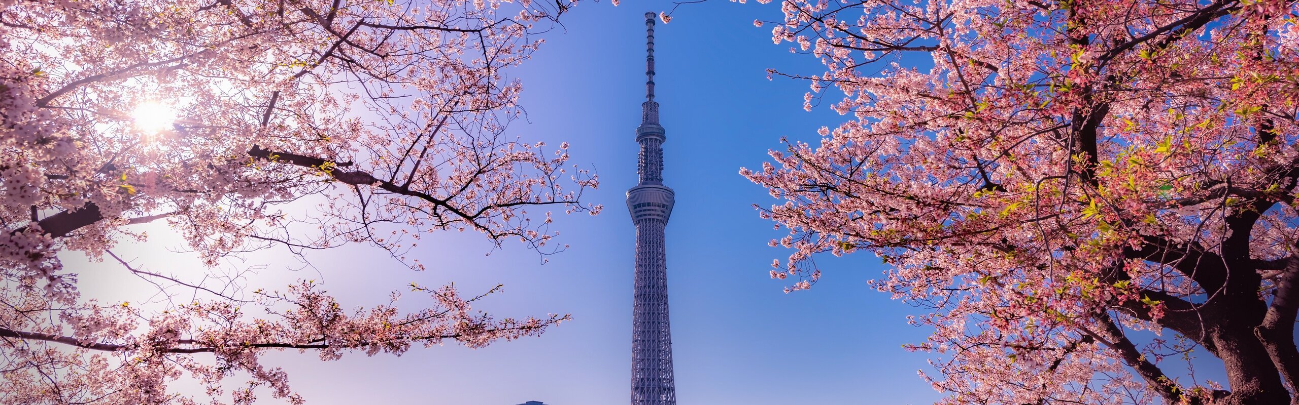 Best Times to Visit Tokyo 2025/2026: Weather, Experiences, and Travel Tips