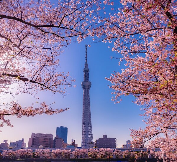 Data Visualization Mesh