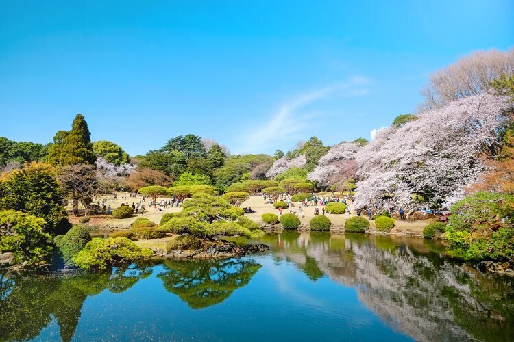 Shinjuku Gyoen cherry Sakura