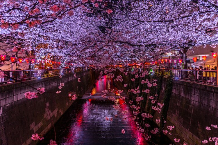 Meguro River Cherry Blossoms