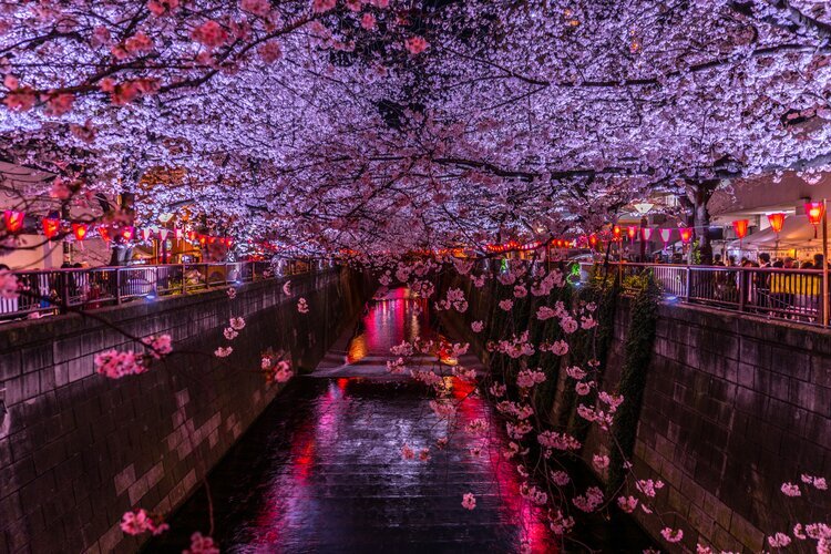 Meguro River Cherry Blossoms