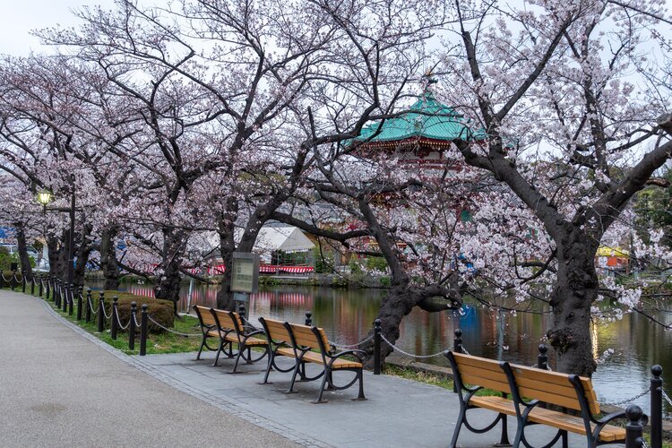Enjoy Cherry Blossoms in the Ueno Park in Tokyo