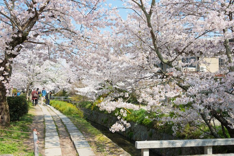 Philosopher's Path with cherry blossoms