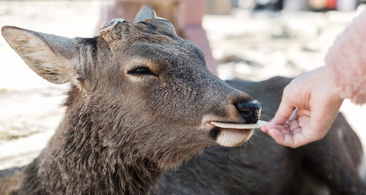 Feed Deer in Nara Park