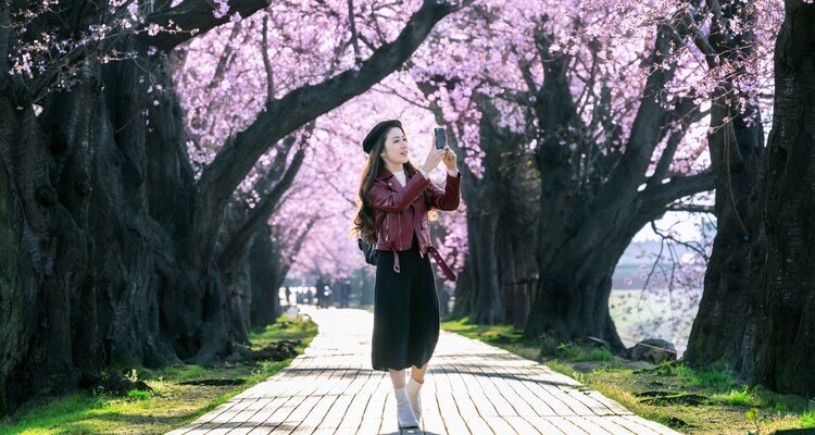 Visit Japan during Cherry Blossom Season