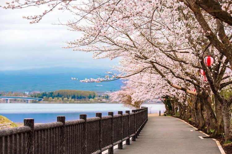 Cherry blossoms on the northern shore of Lake Kawaguchi