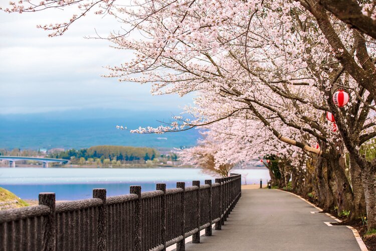Lake Kawaguchiko cherry blossom