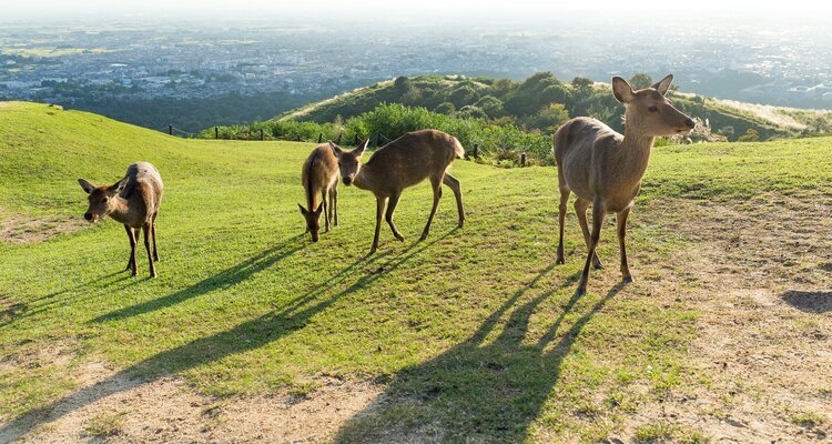 Deer at Mount Wakakusa