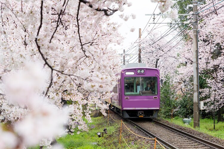 Sagano Romantic Train through Cherry blossoms