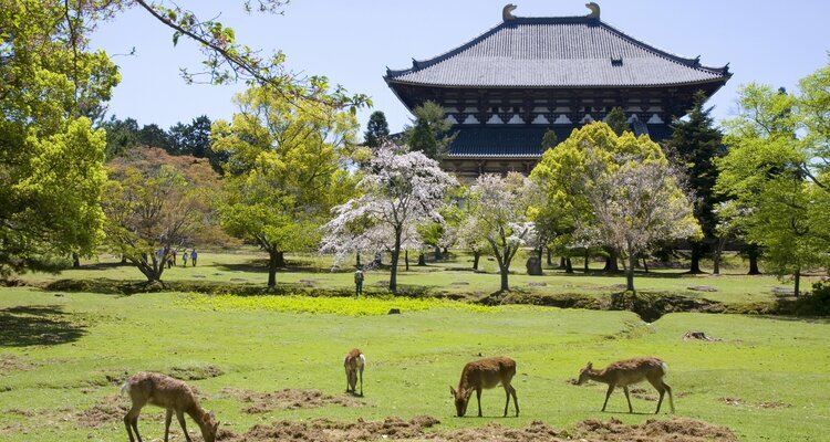  Todaiji Temple