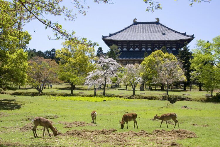  Todaiji Temple