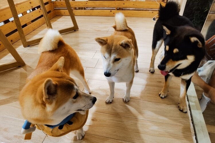 Dog Café