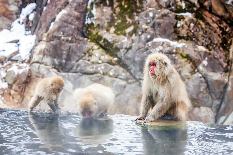 Snow Monkey Bathing in Natural Hot Spring Yamanouchi