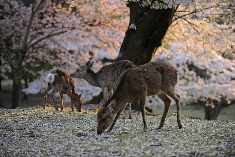 Kirschblüte Hirsch