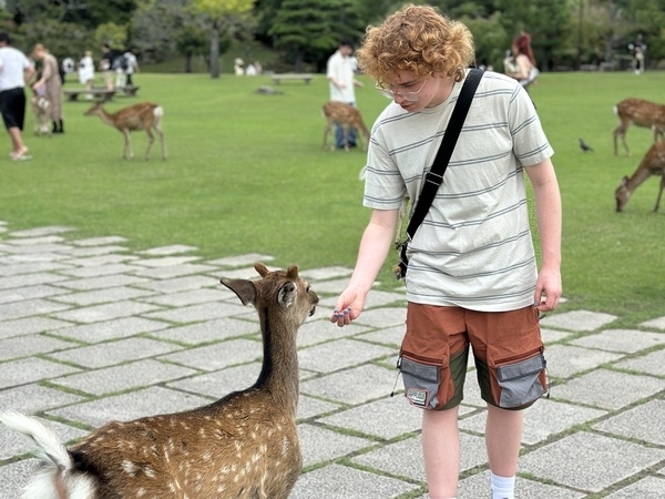 Feed deer in Nara