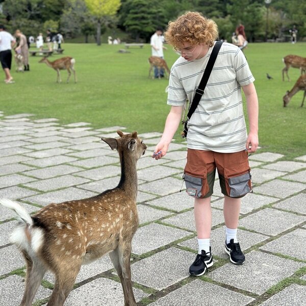 Feed the deer in Nara Park