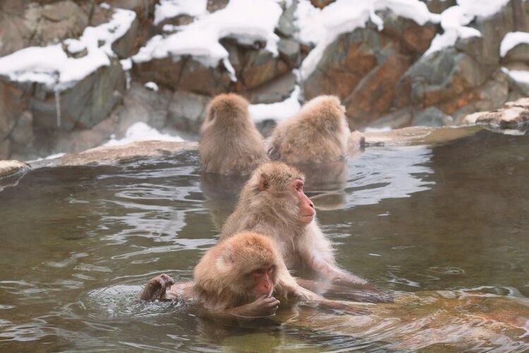 snow monkey