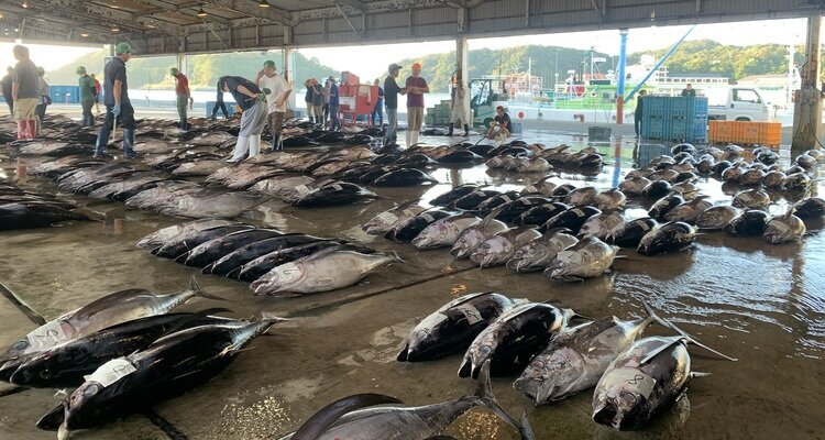 Katsuura Fish Market