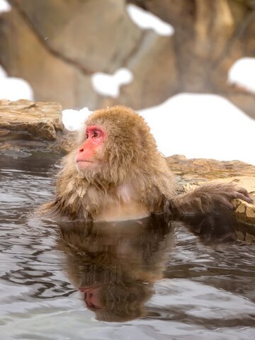 Witness Japanese snow monkeys bathing in a serene forest hot spring