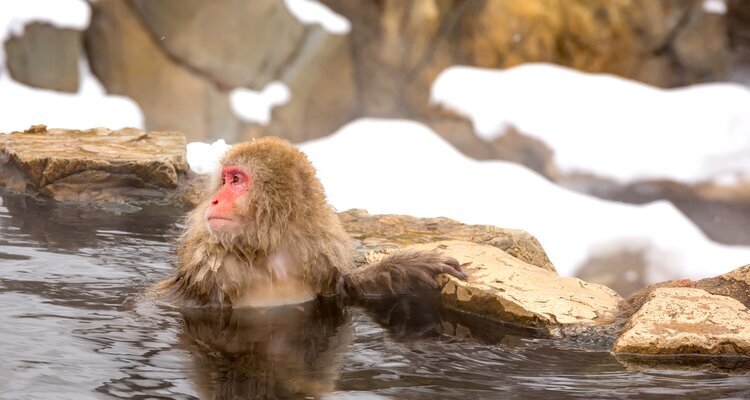 Snow monkey in Nagano