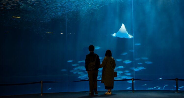 A couple look at fish in Osaka Aquarium Kaiyukan in Osaka, Japan