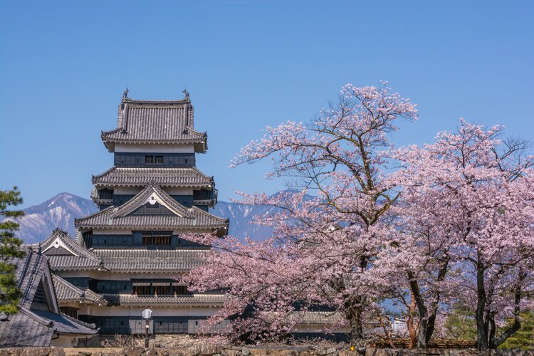 Matsumoto Castle with cherry blossoms
