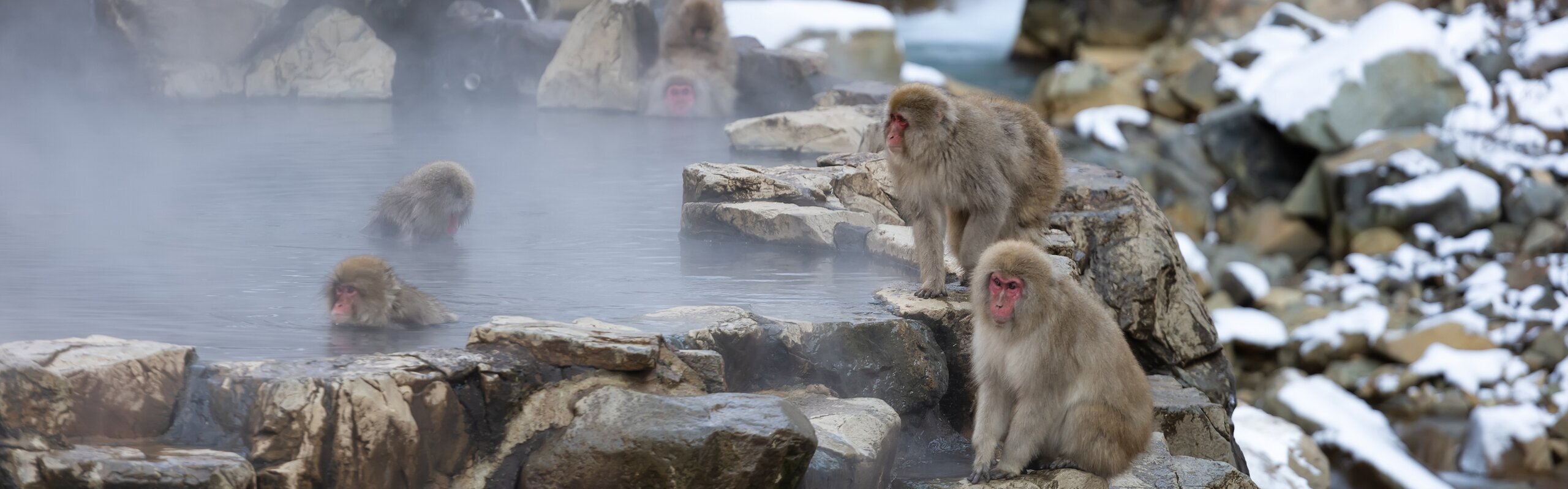 Where to See Snow Monkeys in Japan: 2 Major Places and Tips