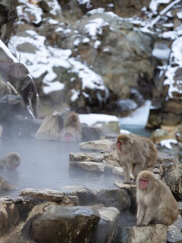 Snow Monkey