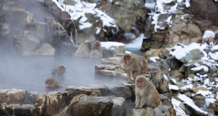 Snow monkeys in Nagano