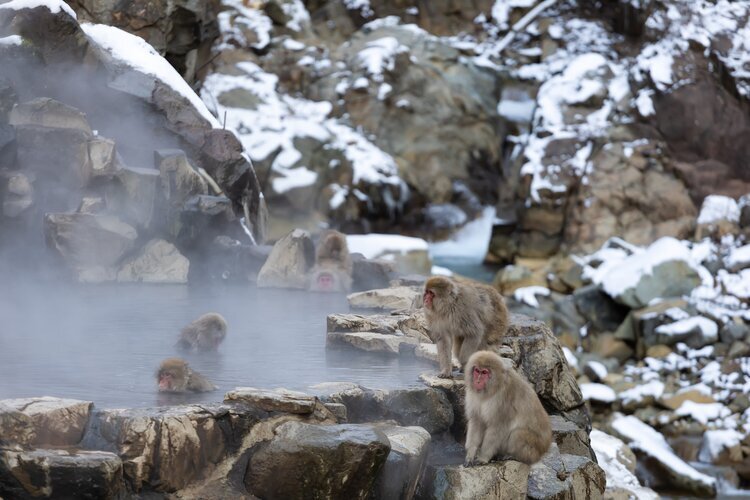 You can see snow monkeys enjoying hot springs in December