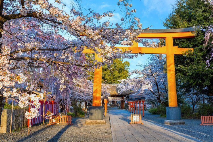 Hirano Shrine cherry blossom