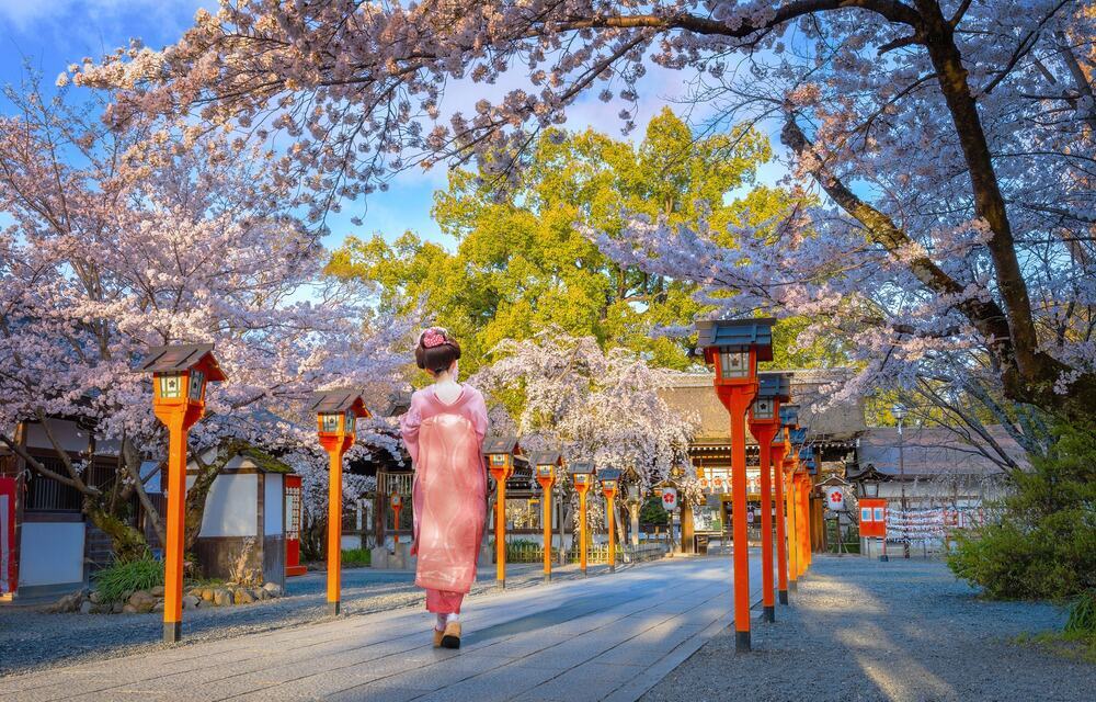 Cherry blossoms and Geisha in Hirano Shrine in Kyoto