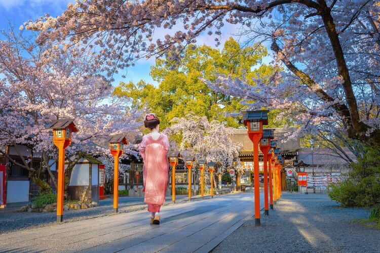 Hirano Shrine cherry blossom