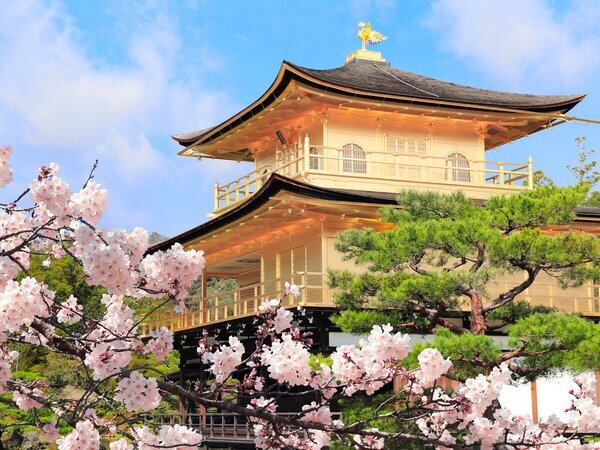 Kinkaku-ji Cherry Blossoms