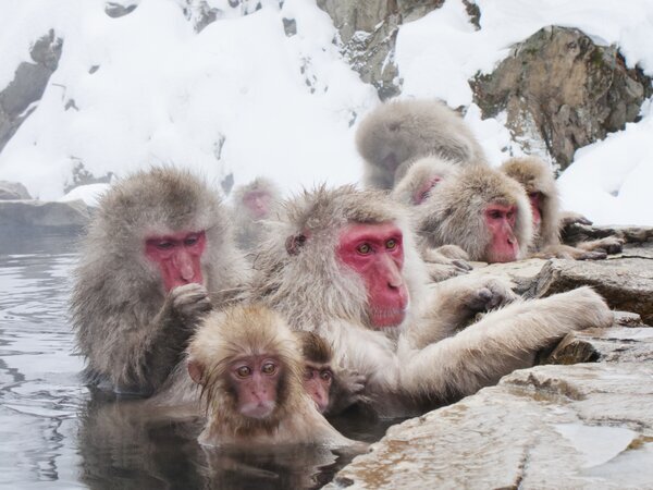 The Snow Monkeys