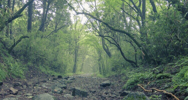 Hakone Hachiri Hiking