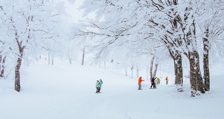 Ski in Japan in January