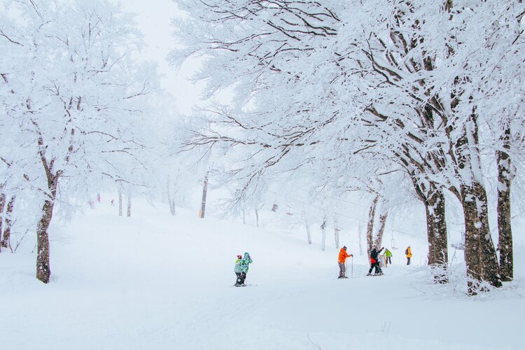 Skiing in Japan in January