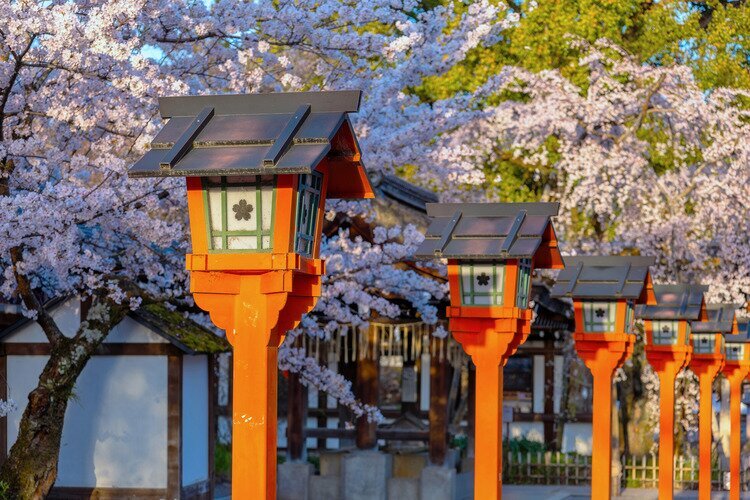 Hirano Shrine cherry blossom