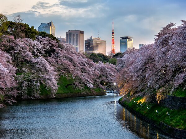 Tokyo city view with sakura
