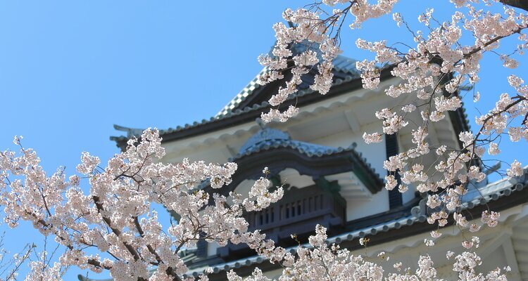 The stunning cherry blossoms in Kanazawa, Japan