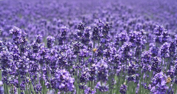 Lavender flowers in full bloom and bees in Furano, Hokkaido, Japan