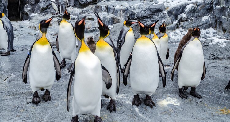 King Penguin parade walking on snow at Asahiyama Zoo in winter season, Hokkaido, Japan